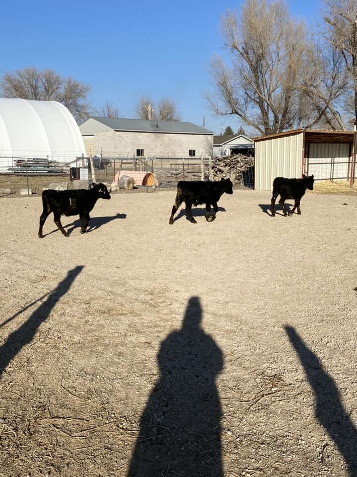 Angus Calves Livestock