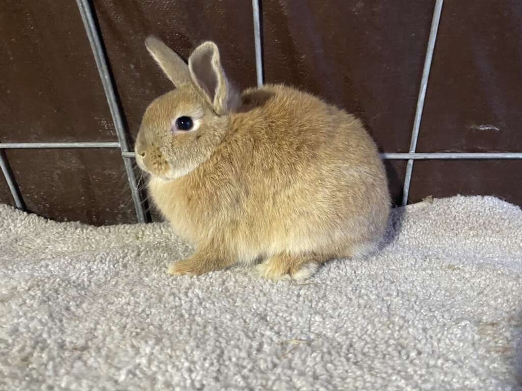 Holland Lop Mini Rex Cross