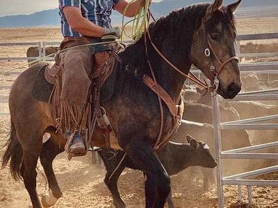 Buckskin Half Draft At Stud