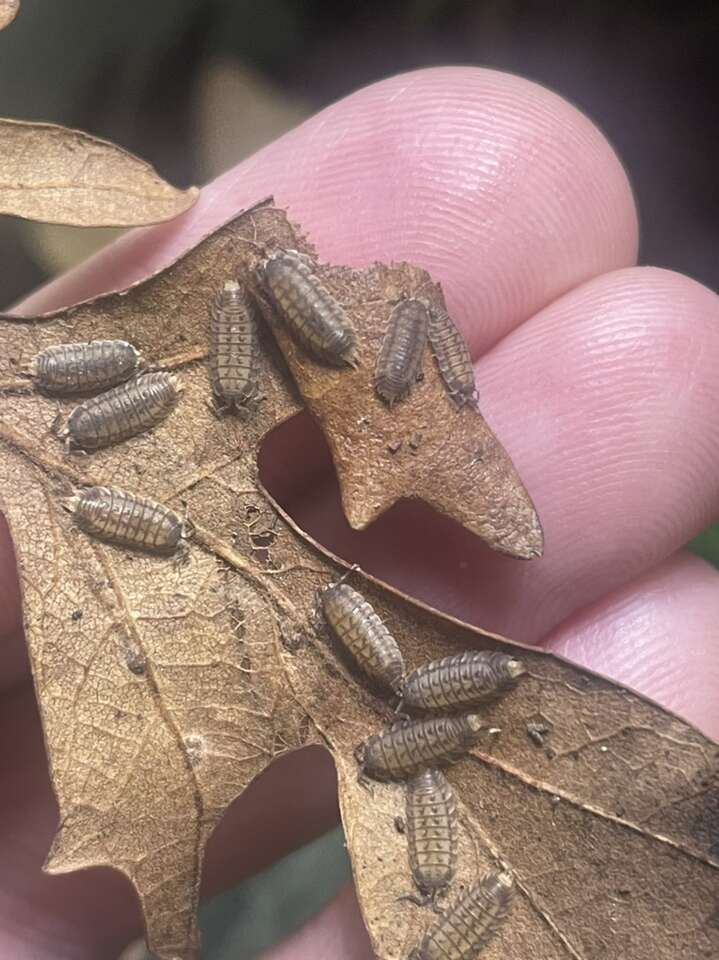 Dwarf Gray Striped Isopods (Nagurus Cristatus)