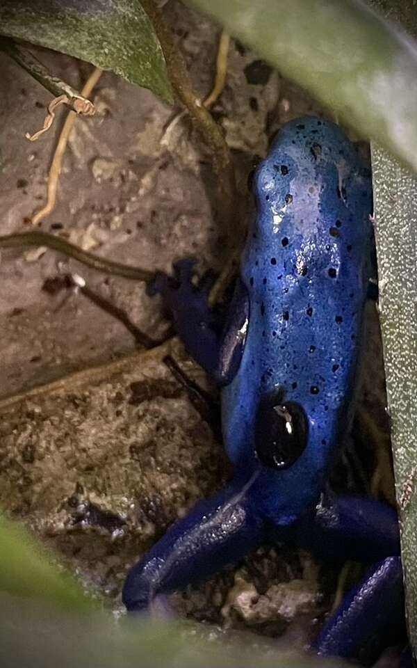 Dart Frog Tadpoles