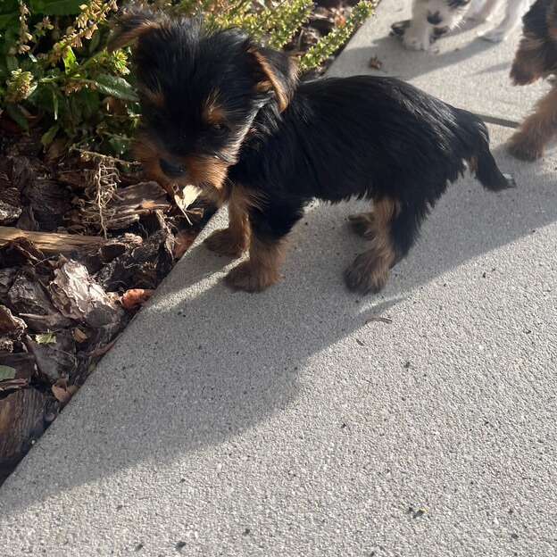 7 Month Tiny Teacup Yorkie Female Pets