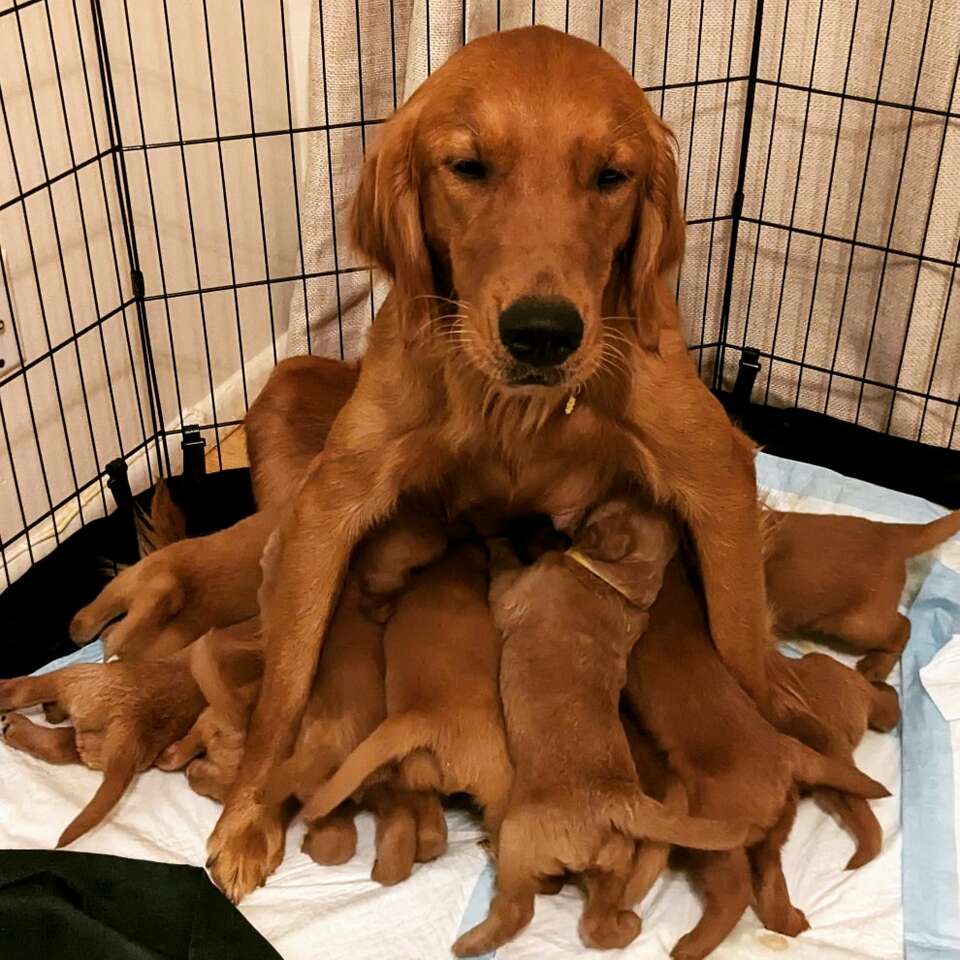 Beautiful Red Goldendoodle Puppies for Sale Pets