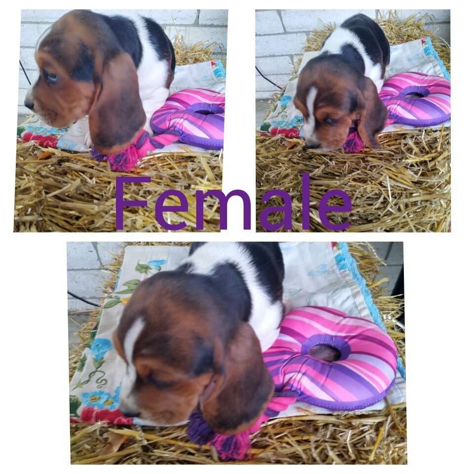 Bassett hound puppies Pets