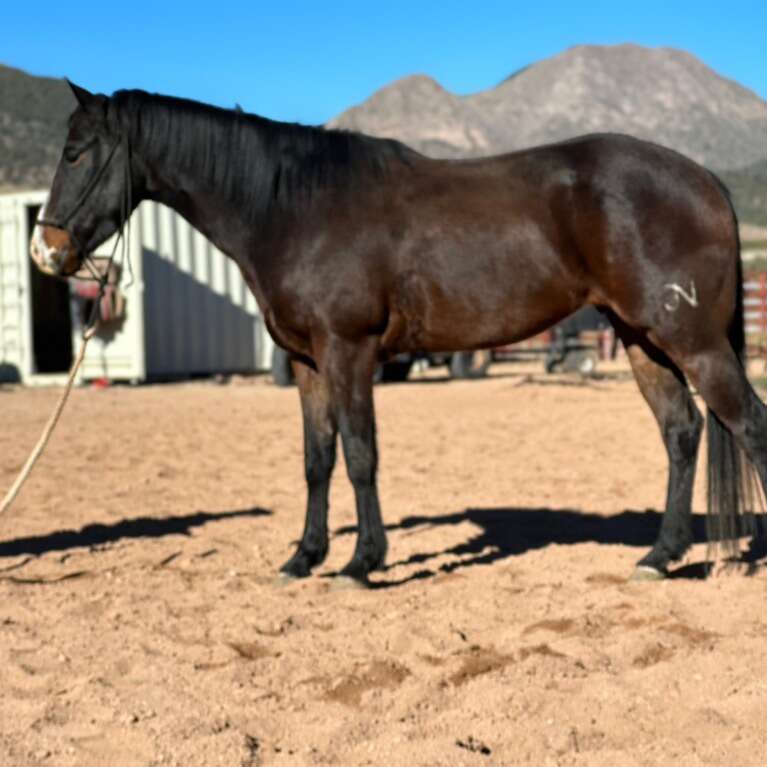 Rope Horses For Sale And January Open… Livestock