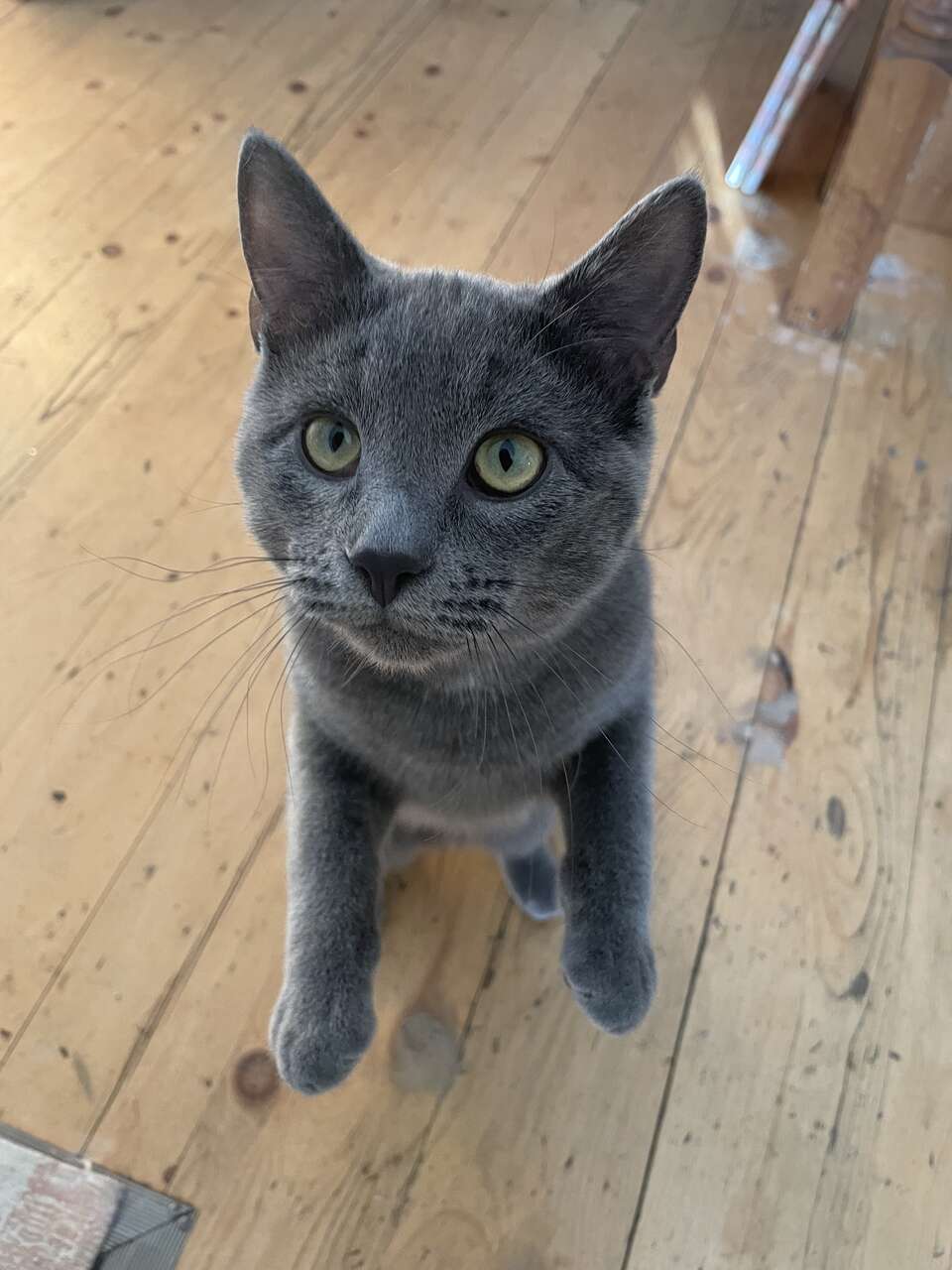 FREE Cat (0.00) Looking for a loving ho… Pets