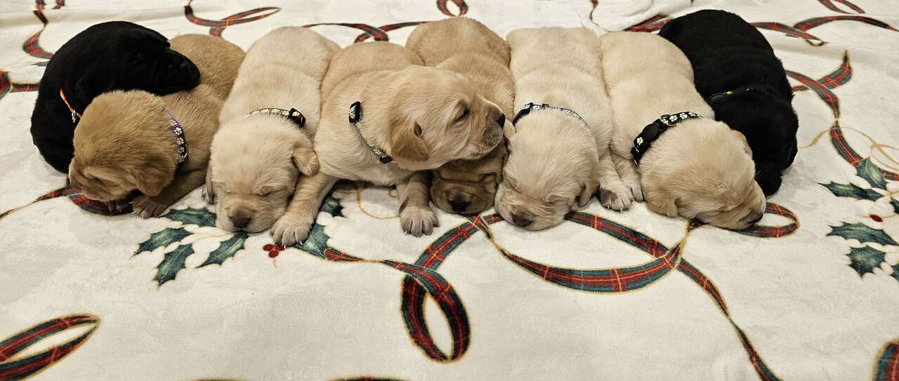 AKC Lab Puppies Yellow and Black Pets