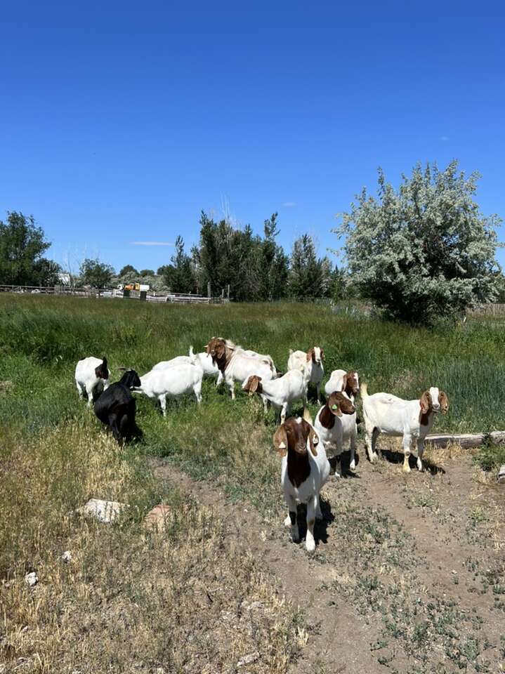 Boer Goat Herd Livestock Ksl boer-goat-herd-livestock-ksl