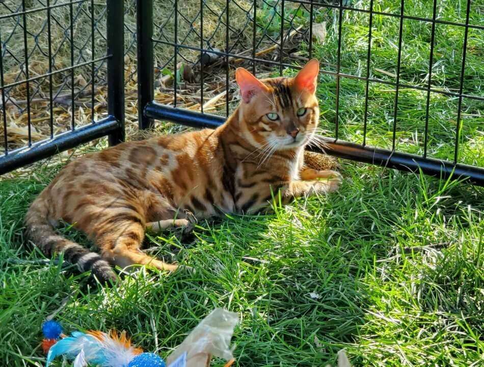 Beautiful green eyed intact male Bengal Pets