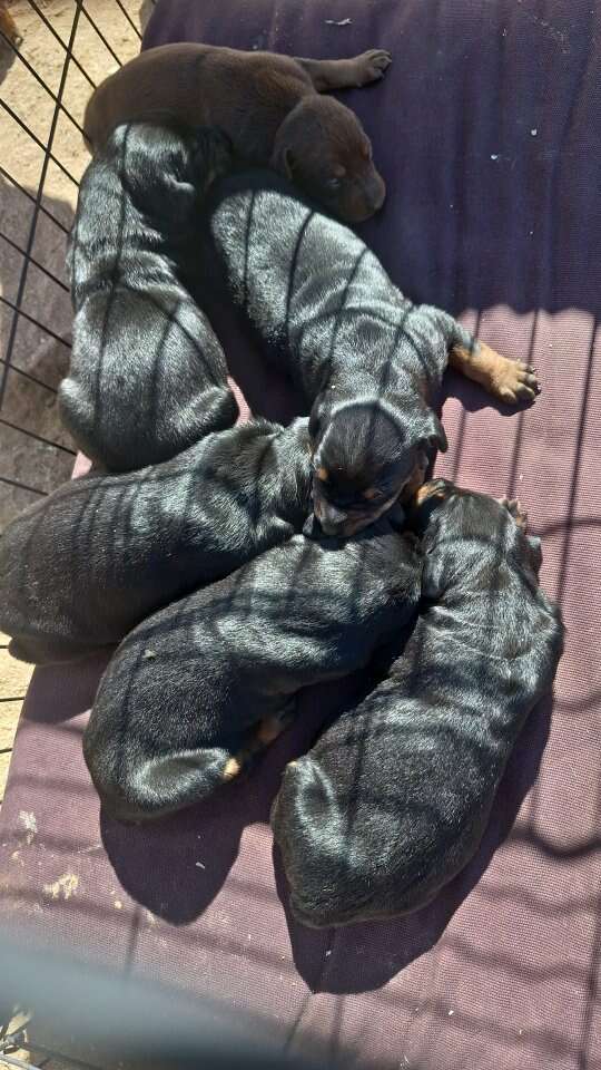 Doberman Puppies Pets