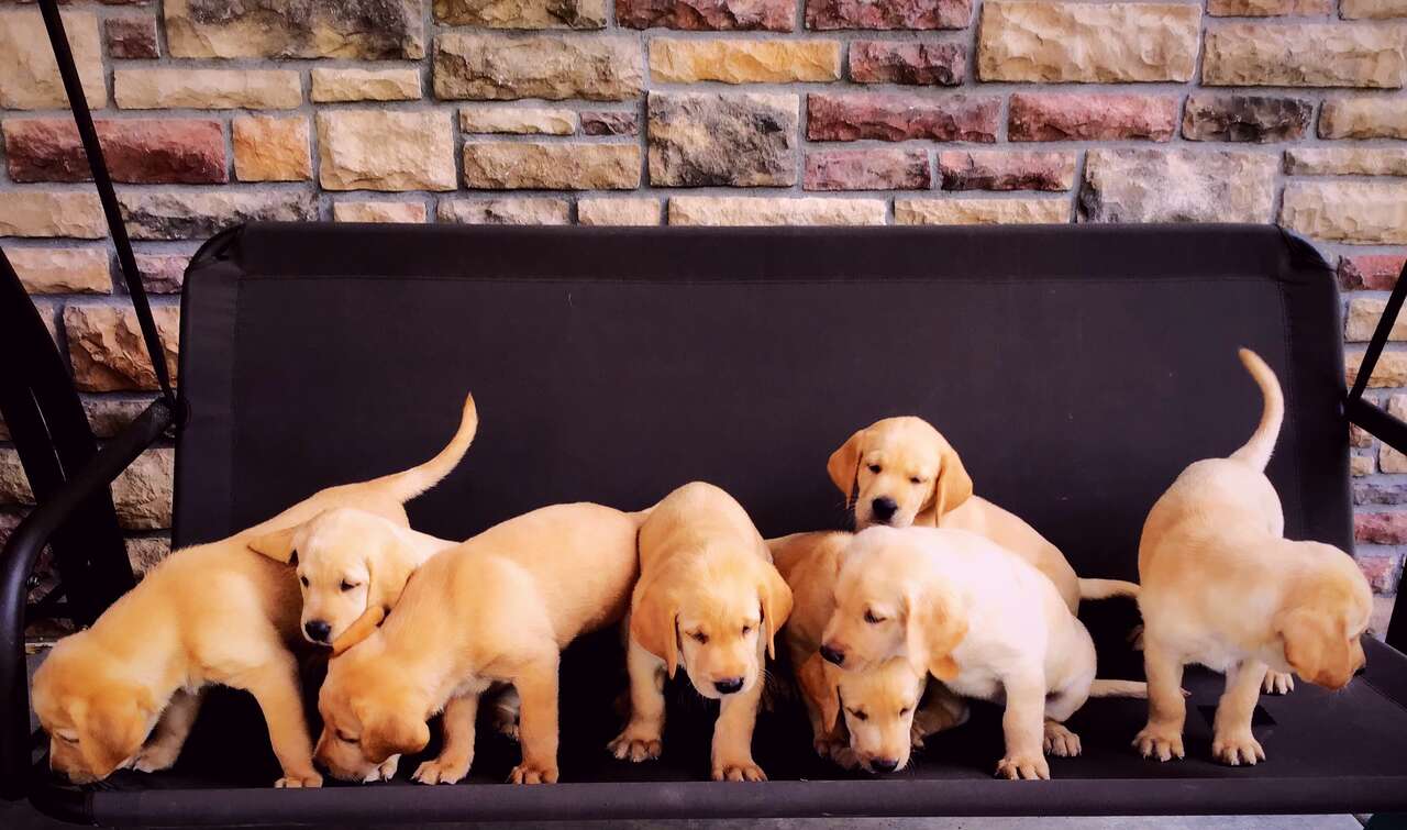 AKC foxred/yellow Lab/Labrador puppies hea… Pets