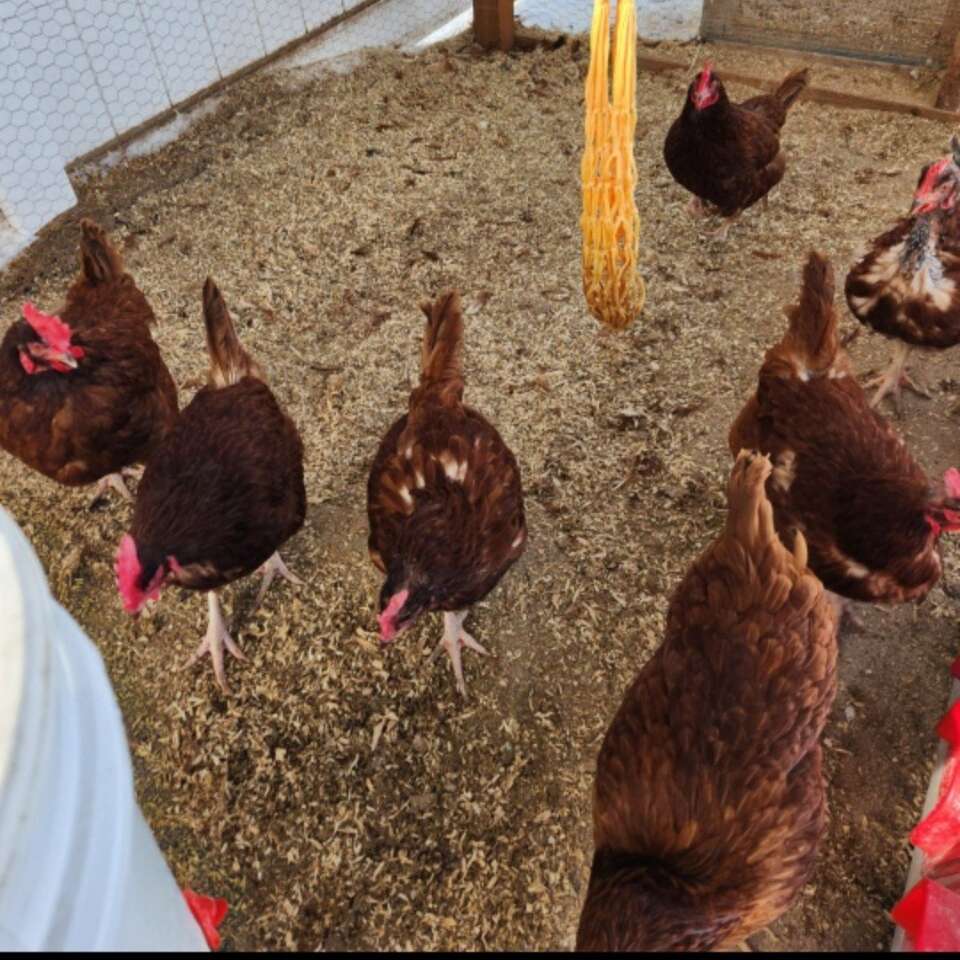 Rhode Island red chickens7 Livestock