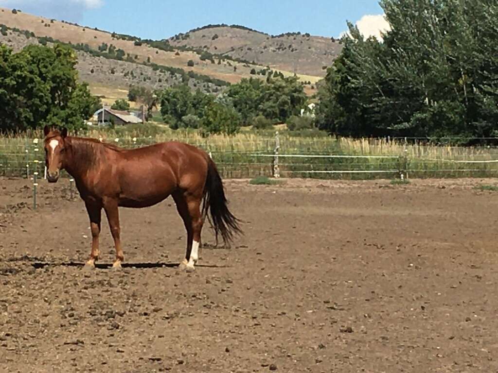 Performance Horses Ages 2-19 Now Selling