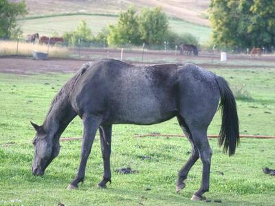 10th Annual Production/Retirement Sale