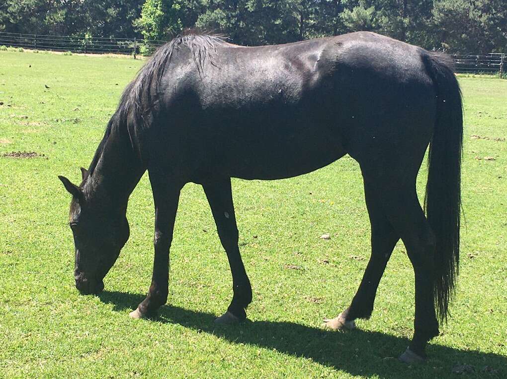NCHA,NRCHA,Roping Prospects AQHA & APHA Greats