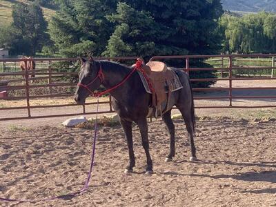 Performance Horses Ages 2-19 Now Selling