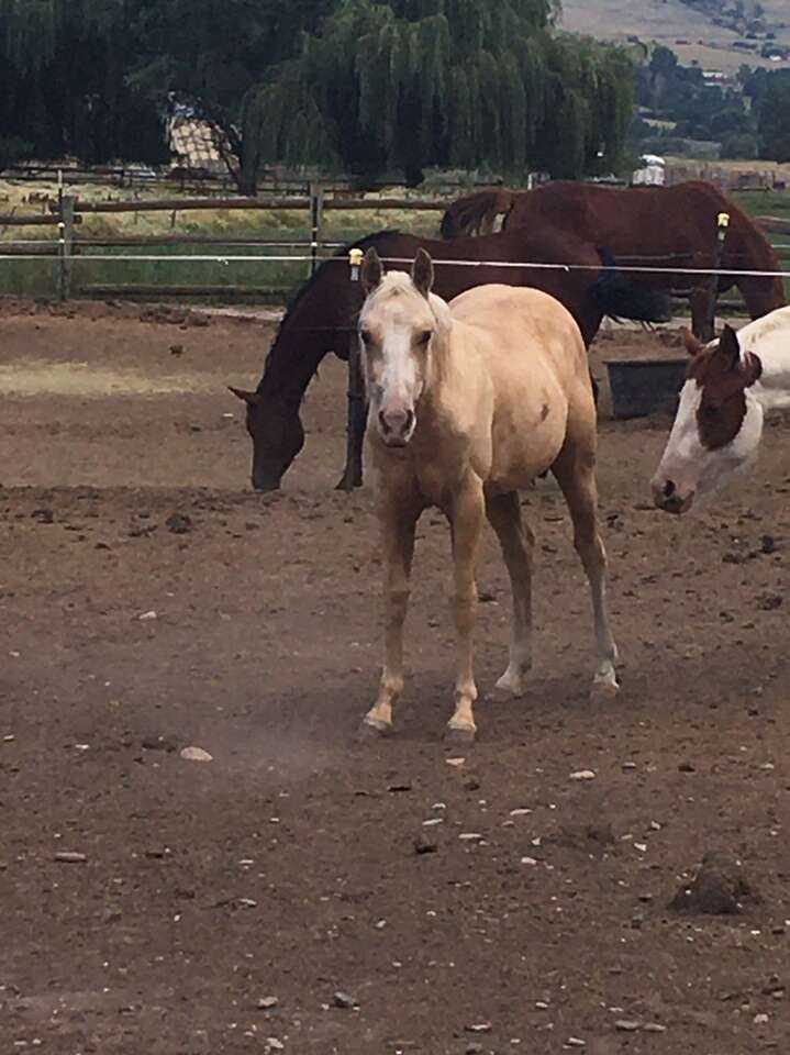 2022 High Brow Cat/Dual Pep Bred Fillies And Colt