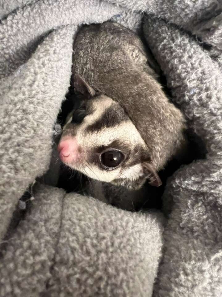 Sugar Glider Pair Pets
