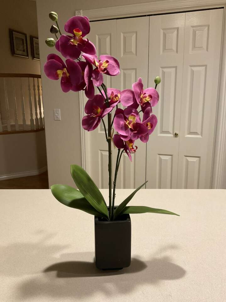 Silk Orchid Faux Plant