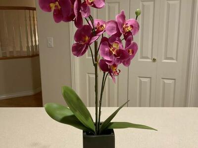Silk Orchid Faux Plant