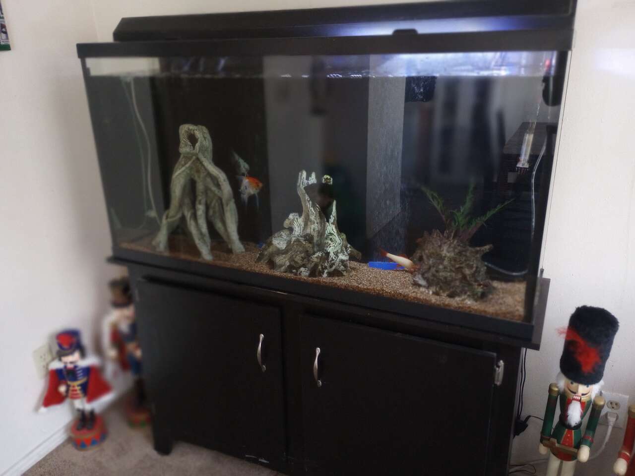 60 gallon aquarium and stand Pets