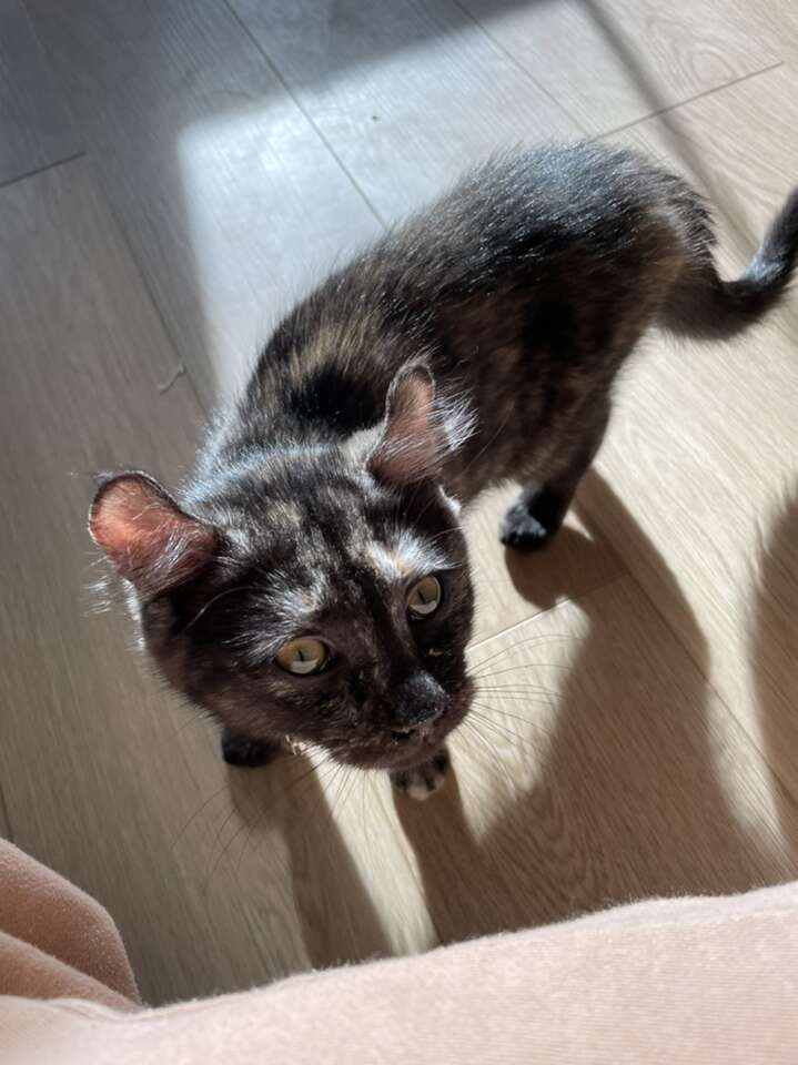 Jungle Curl kitten Pets