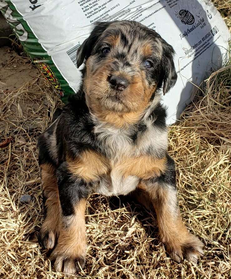 Double Labradoodle pups Pets