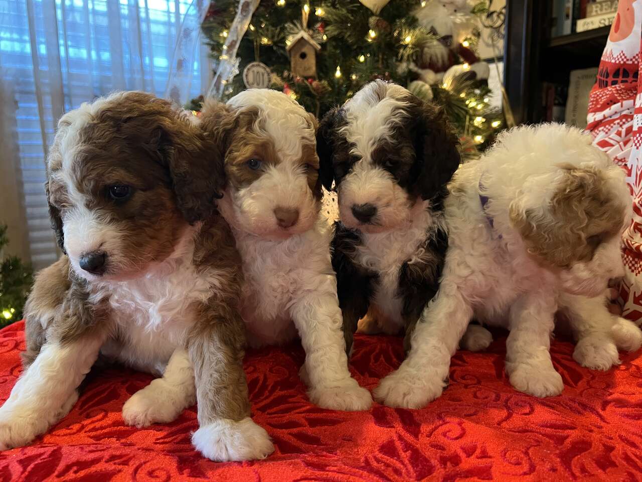 Darling Bernedoodle Puppies! Pets