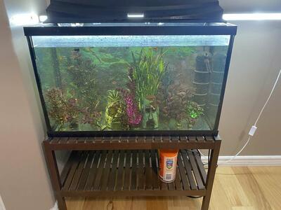 Fish tank with lots of fancy guppies