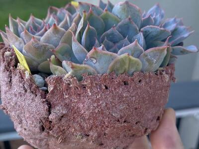 Real succulents in unique concrete planter