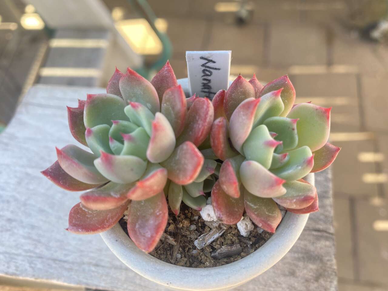 HTF real succulent echeveria Nanafukumini in mini concrete planter
