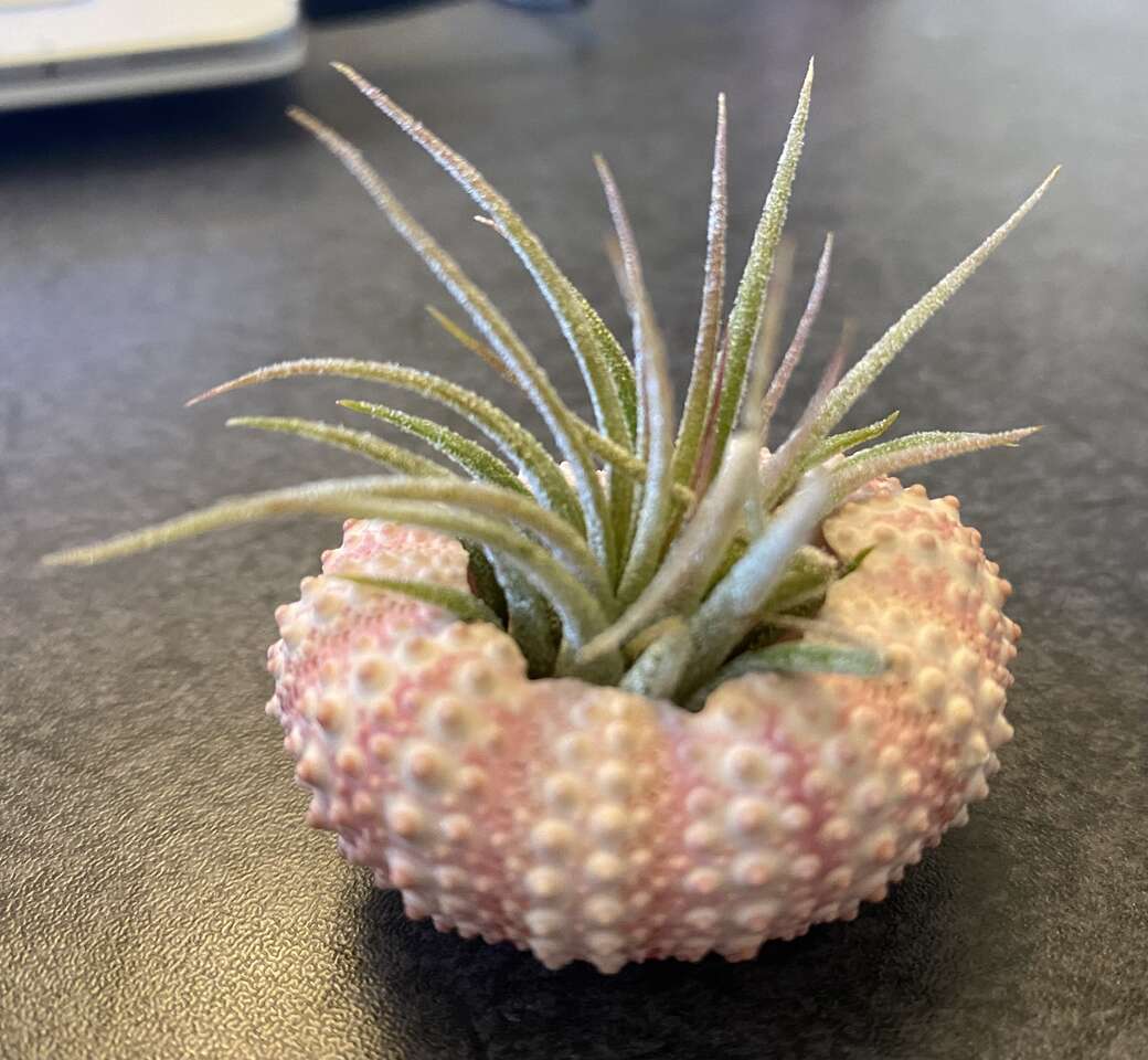 Real Air plant in sea urchin