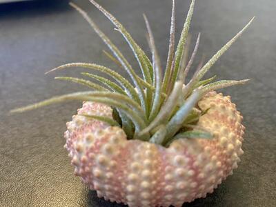 Real Air plant in sea urchin