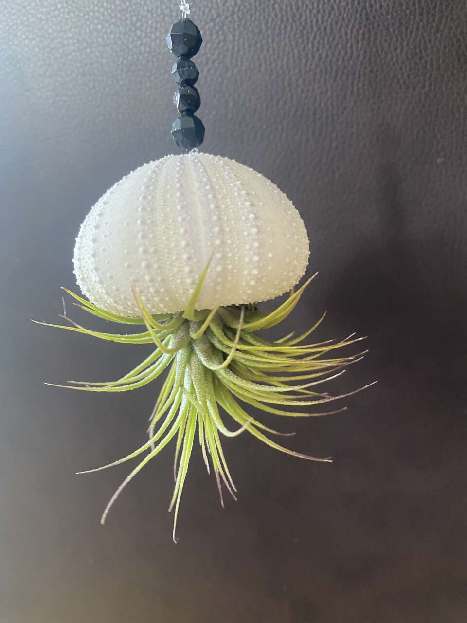 Airplant hanging
