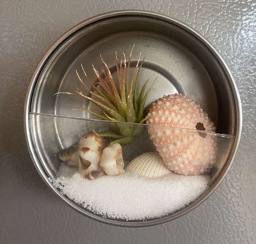 Real airplant in magnet case