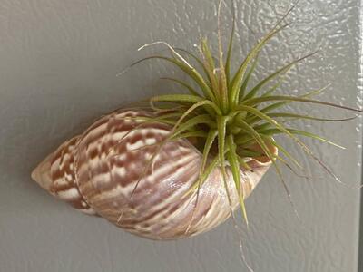 Airplane in shell magnet