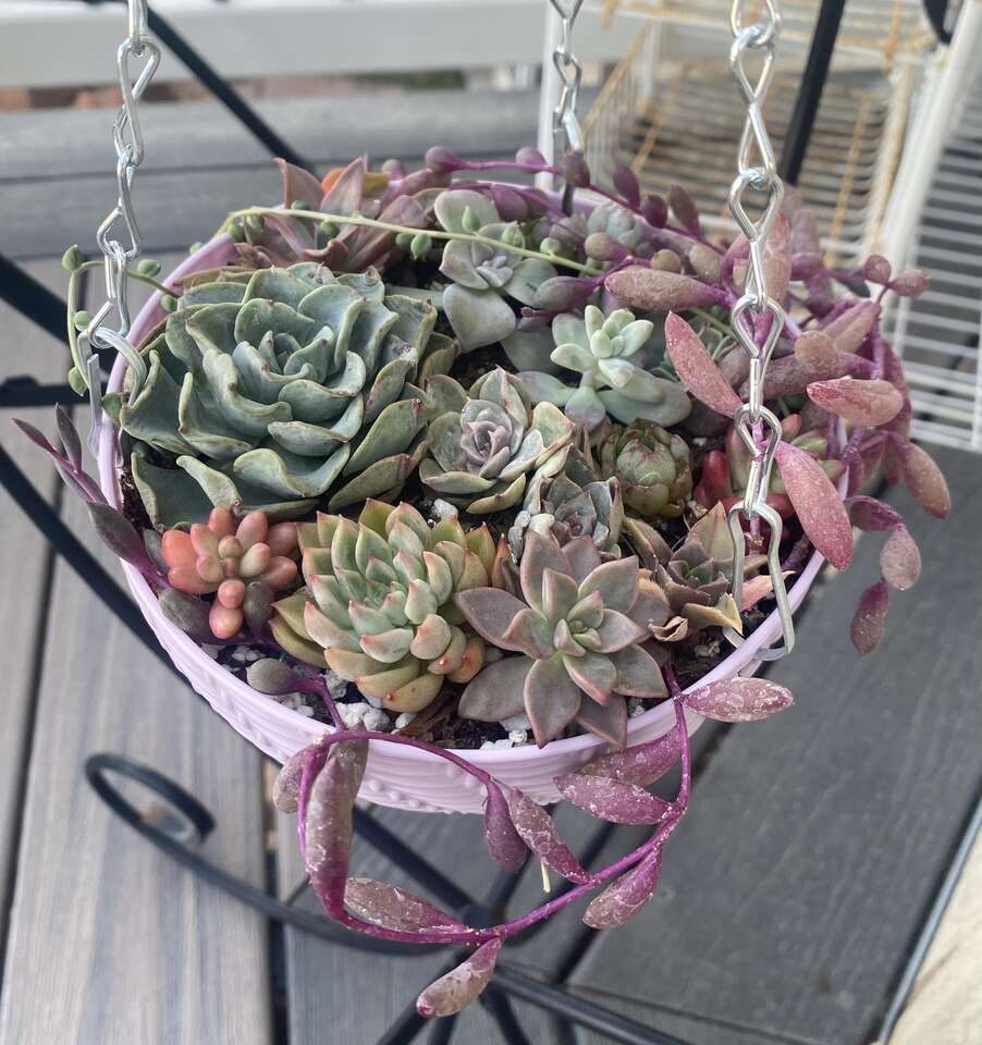 Real succulents in hanging