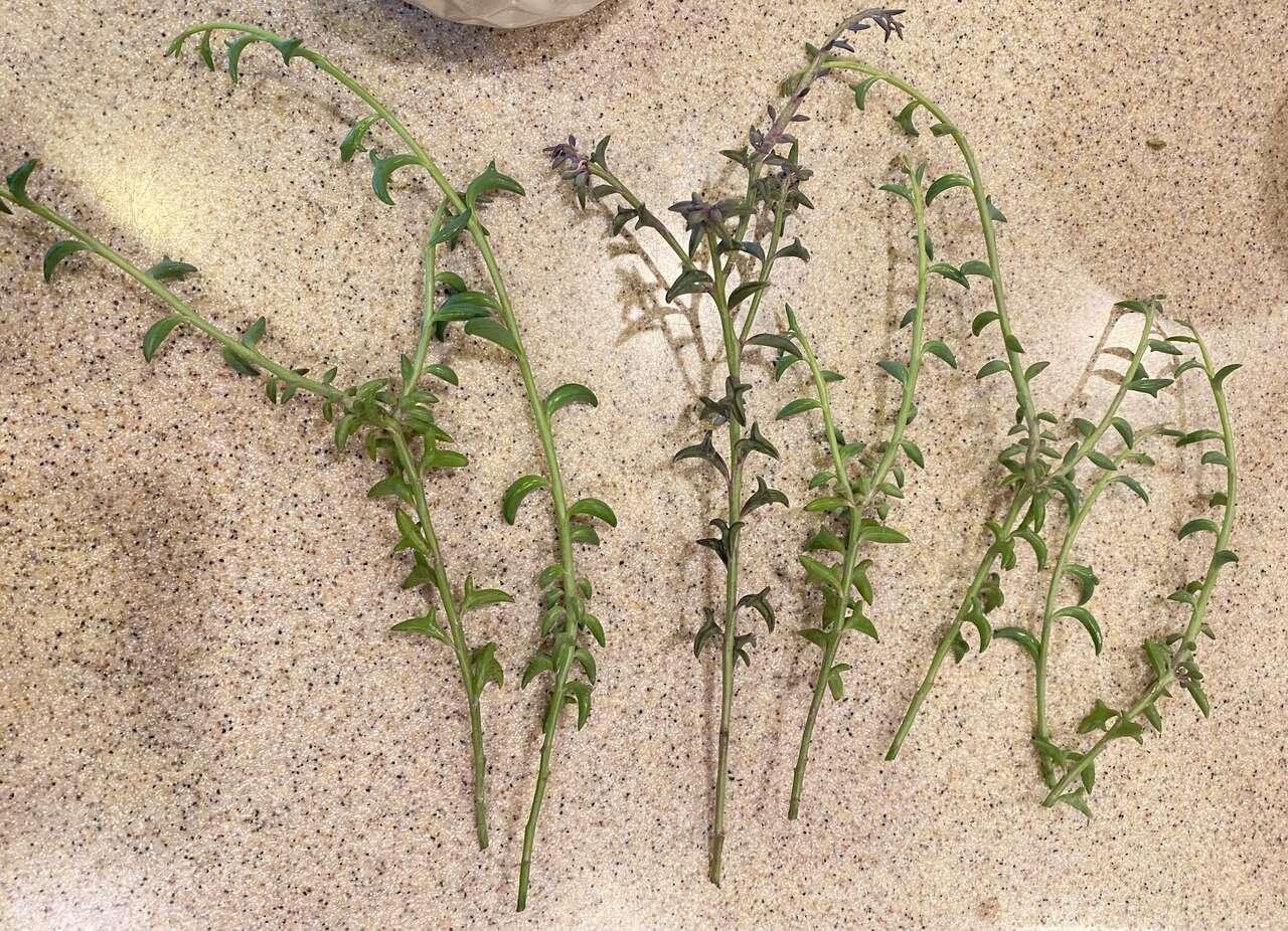 Real succulents dolphin necklace cuttings