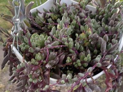 Real succulents Ruby necklace in hanging