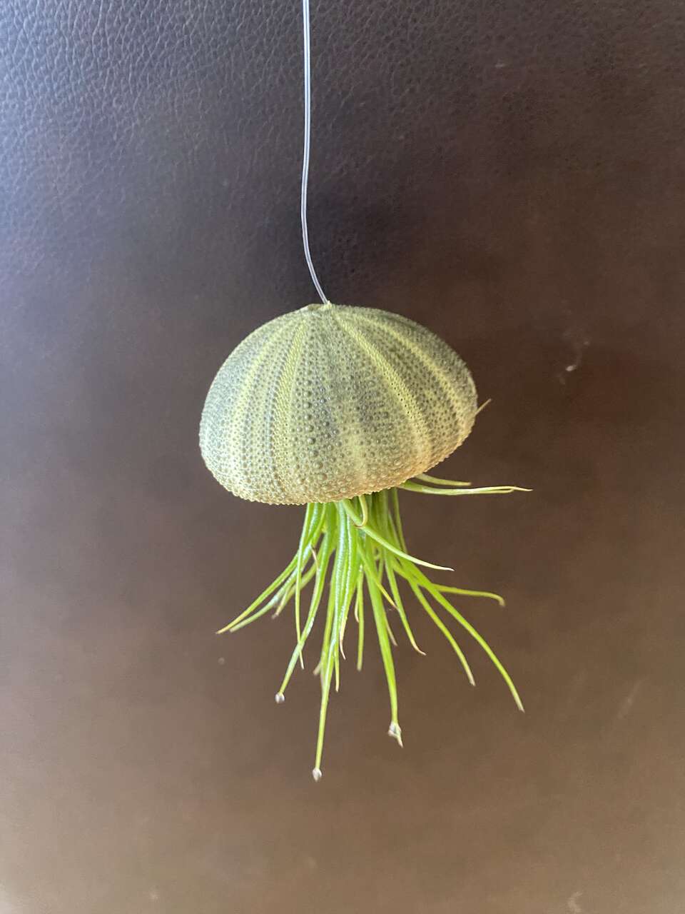 Real airplant with sea real green urchin hanging