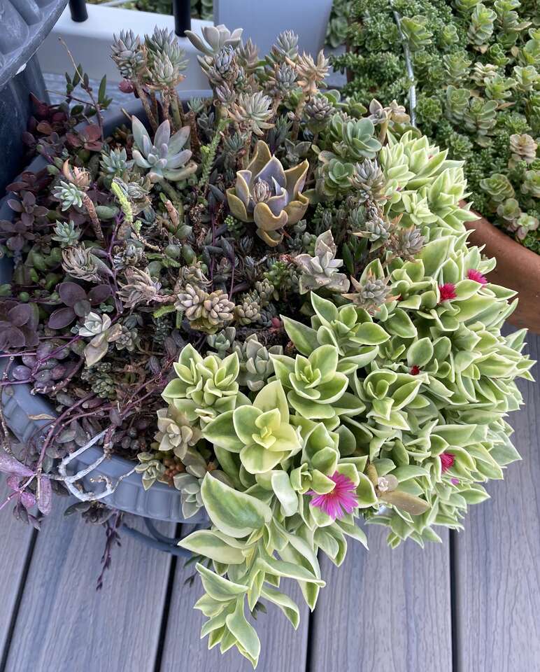Real succulents in urns