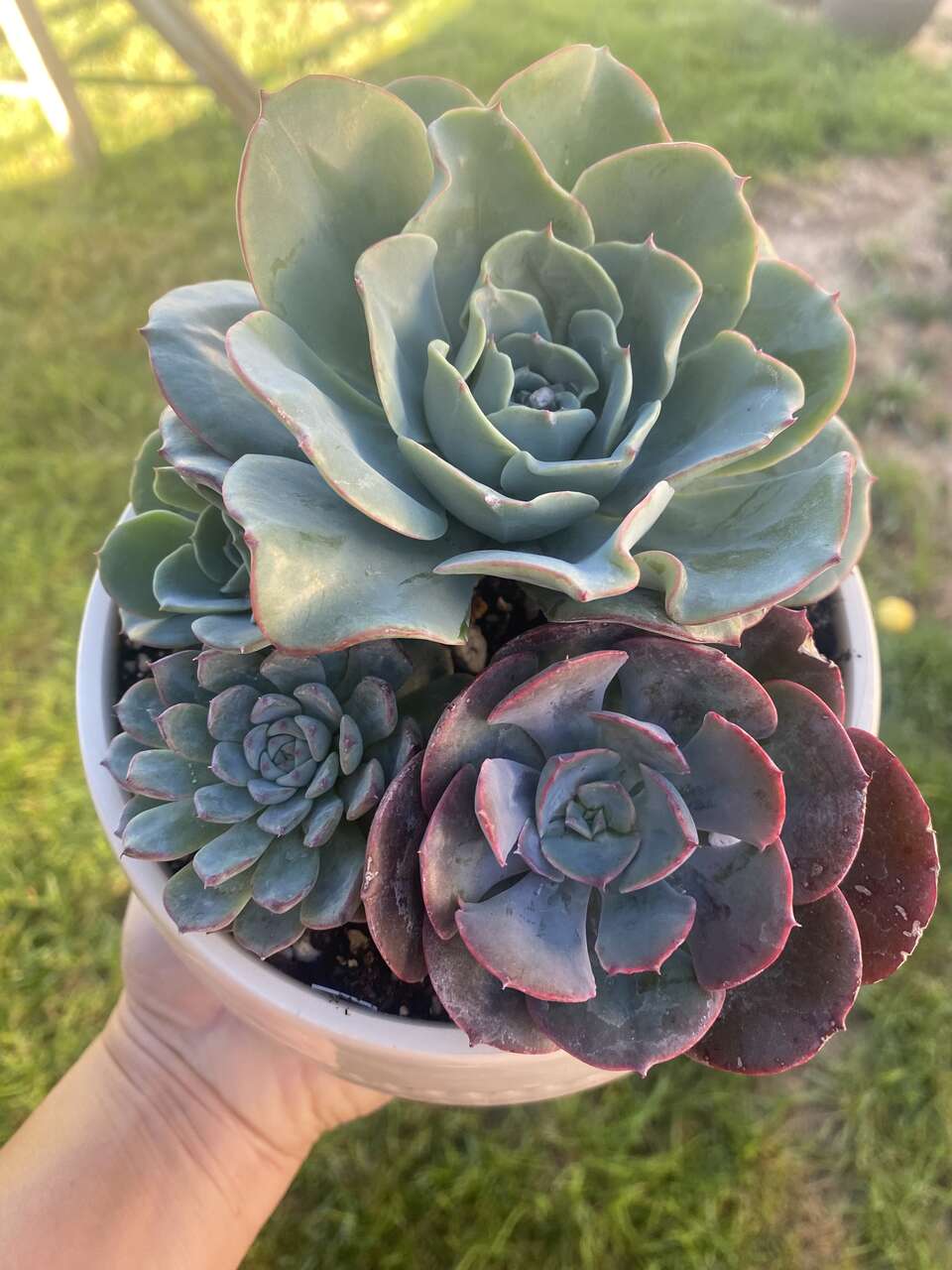 Real succulents arrangement rare kind in planter