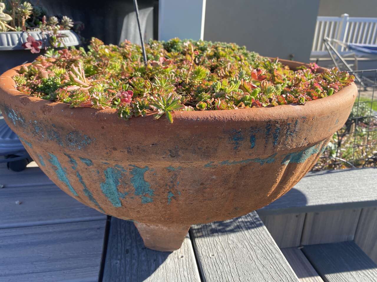 Large outside planter with full of sedum