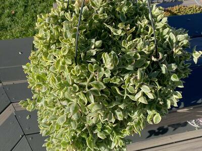 Large real succulents variegated sun rose hanging.