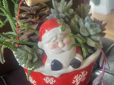 Christmas arrangement real succulents in Santa planter