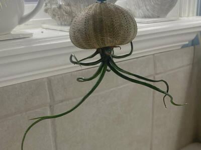 Large air plant with real sea urchin hanging