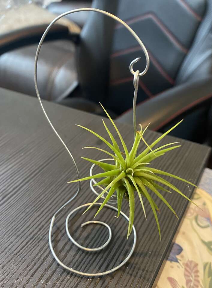 Air plant  airplant with hanger