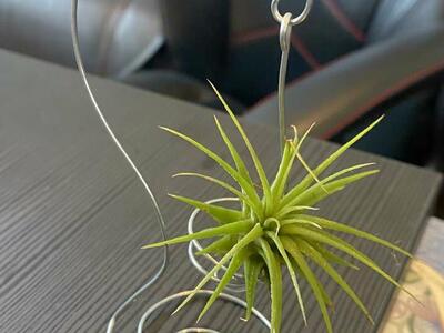 Air plant airplant with hanger