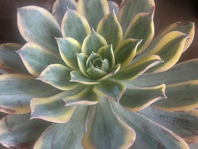 Real succulents Aeonium sunburst in planter