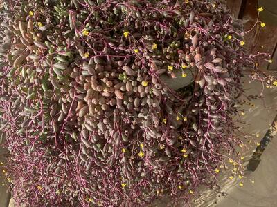 Real succulents ruby necklace in large urn planter